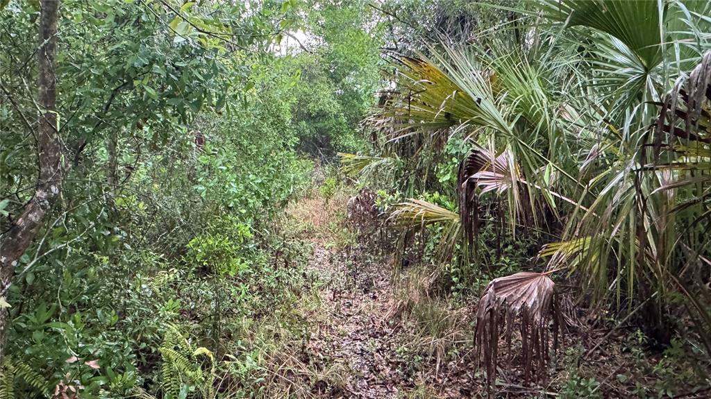 12817 Upper Manatee River Road Bradenton, FL 34212 - Photo 16 of 17 a view of a plant in a garden