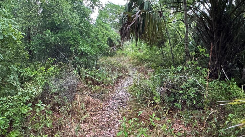 12817 Upper Manatee River Road Bradenton, FL 34212 - Photo 17 of 17 a close up of a plant in a garden