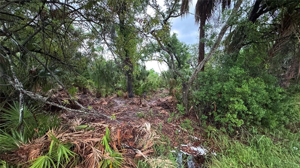 12817 Upper Manatee River Road Bradenton, FL 34212 - Photo 8 of 17 a view of bushes and trees