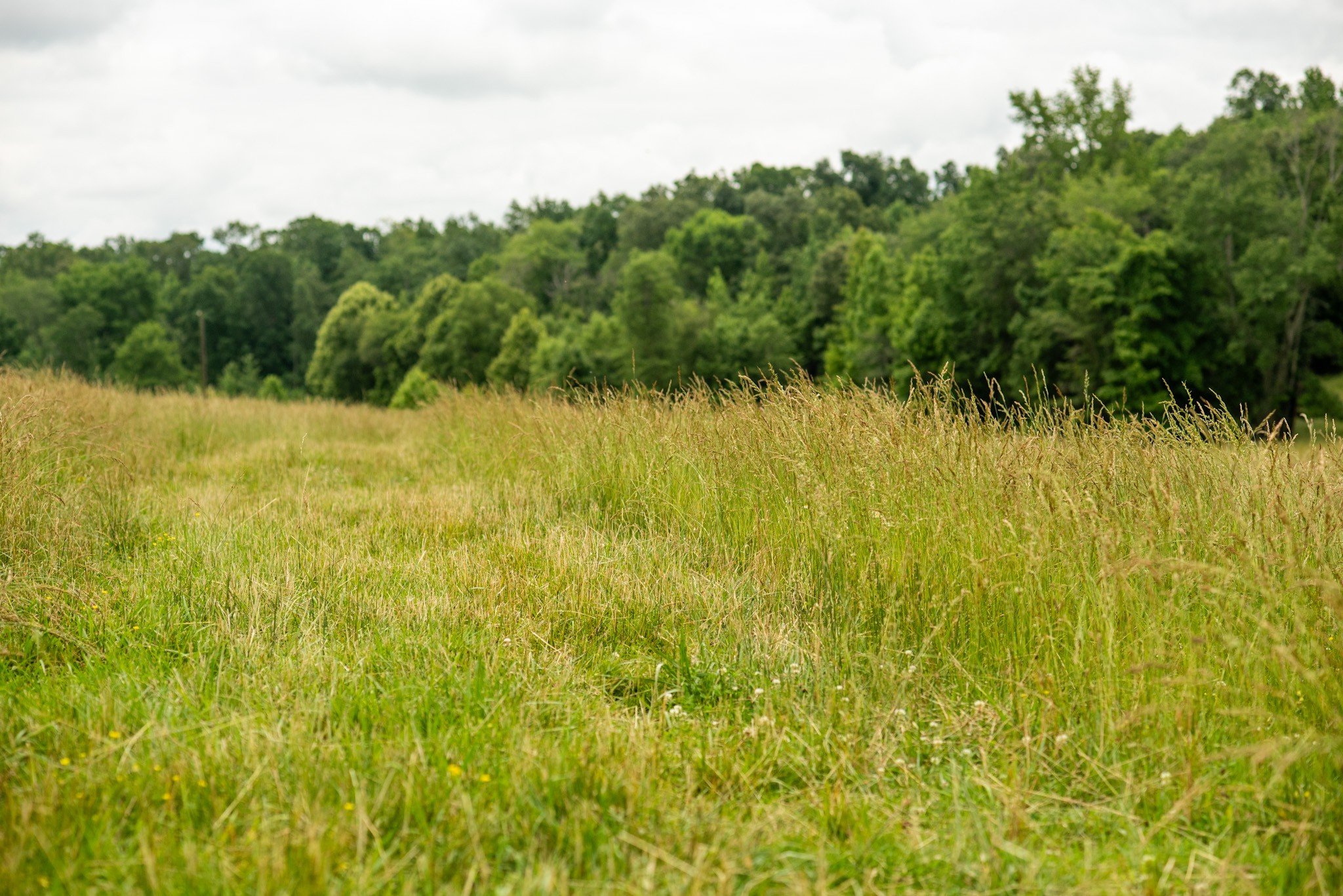 1198 David Patterson Road Lutts, TN 38471 - Photo 71 of 82 a view of a yard with plants and small trees