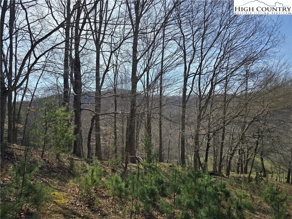 3160 Roundabout Road Creston, NC 28615 - Photo 44 of 50 a view of backyard with green space