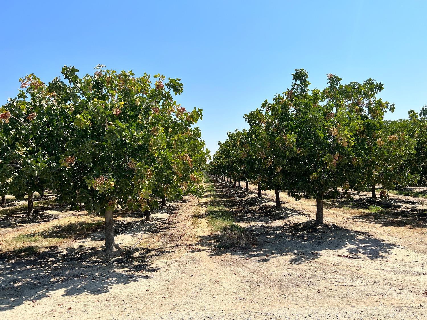 0 Highway 43 Delano, CA 93215 - Photo 3 of 9 a view of outdoor space with yard