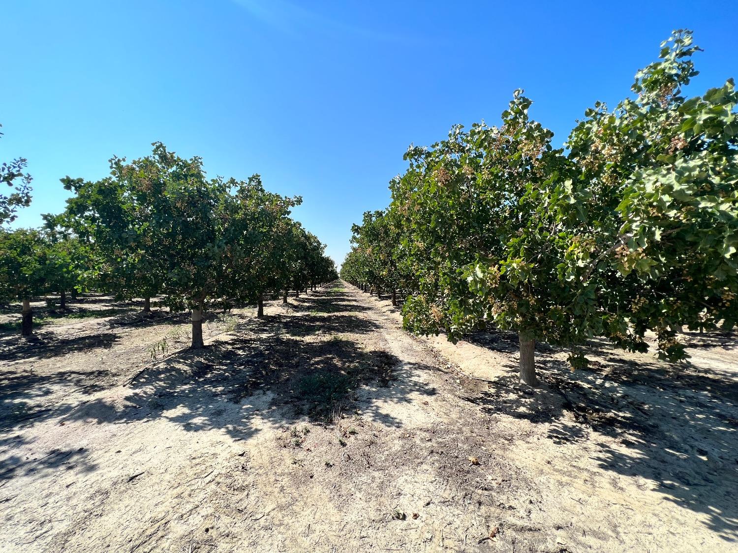 0 Highway 43 Delano, CA 93215 - Photo 6 of 9 a view of a tree with a yard