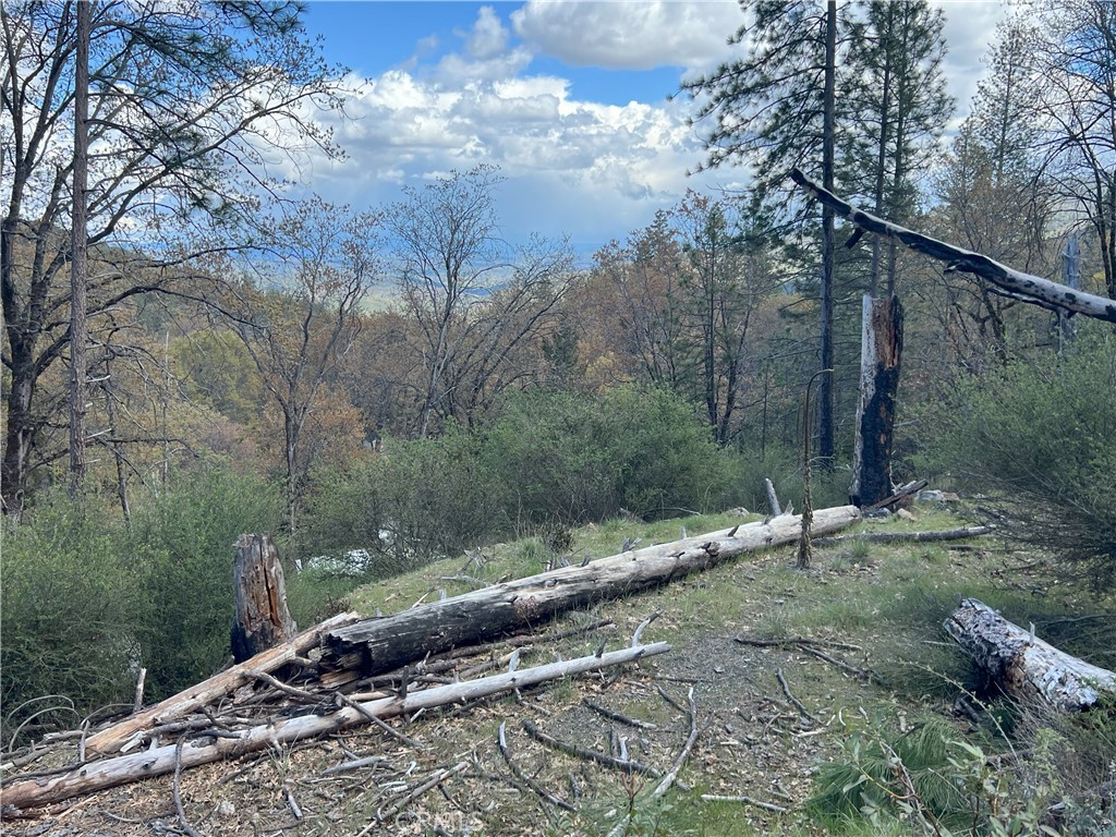 11260 Loch Lomond Road Middletown, CA 95461 - Photo 3 of 9 a yard with large trees and a yard
