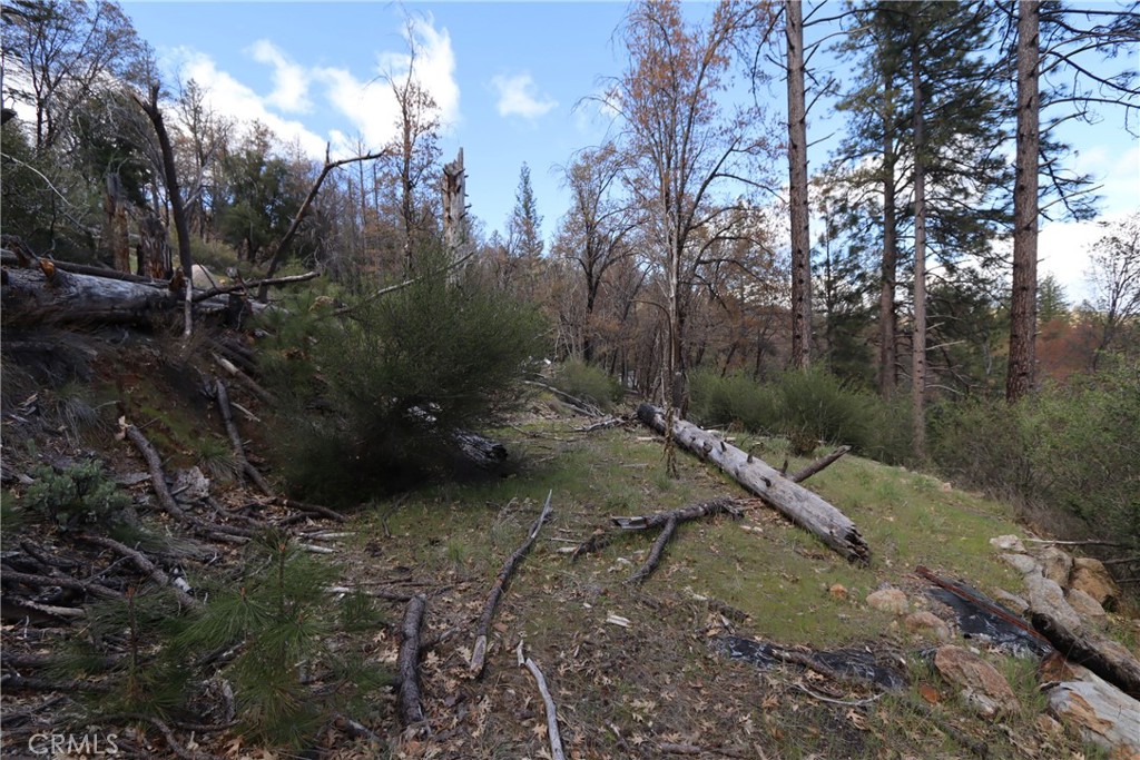 11260 Loch Lomond Road Middletown, CA 95461 - Photo 7 of 9 a view of a forest with a tree