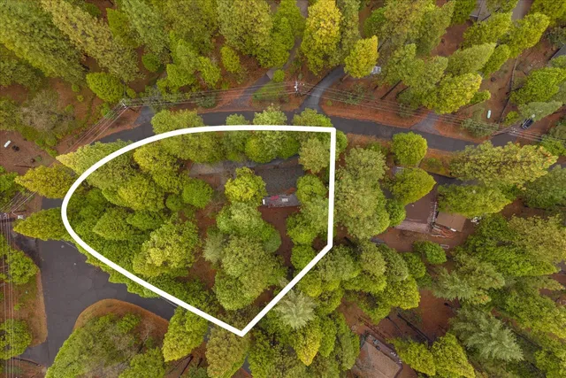 a view of a bunch of trees and flowers