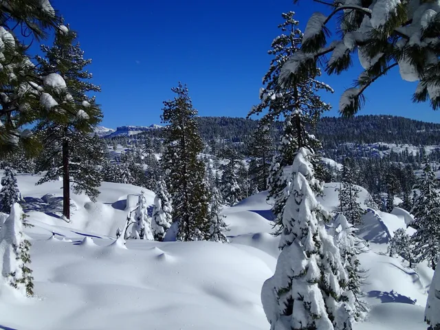 an aerial view of a residential houses covered by trees and grass