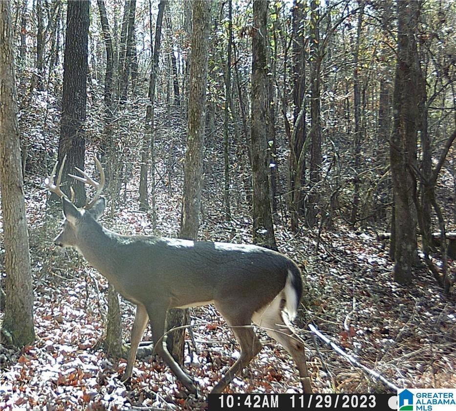 3025 Potato Patch Creek Road Marion, AL 36756 - Photo 18 of 24
