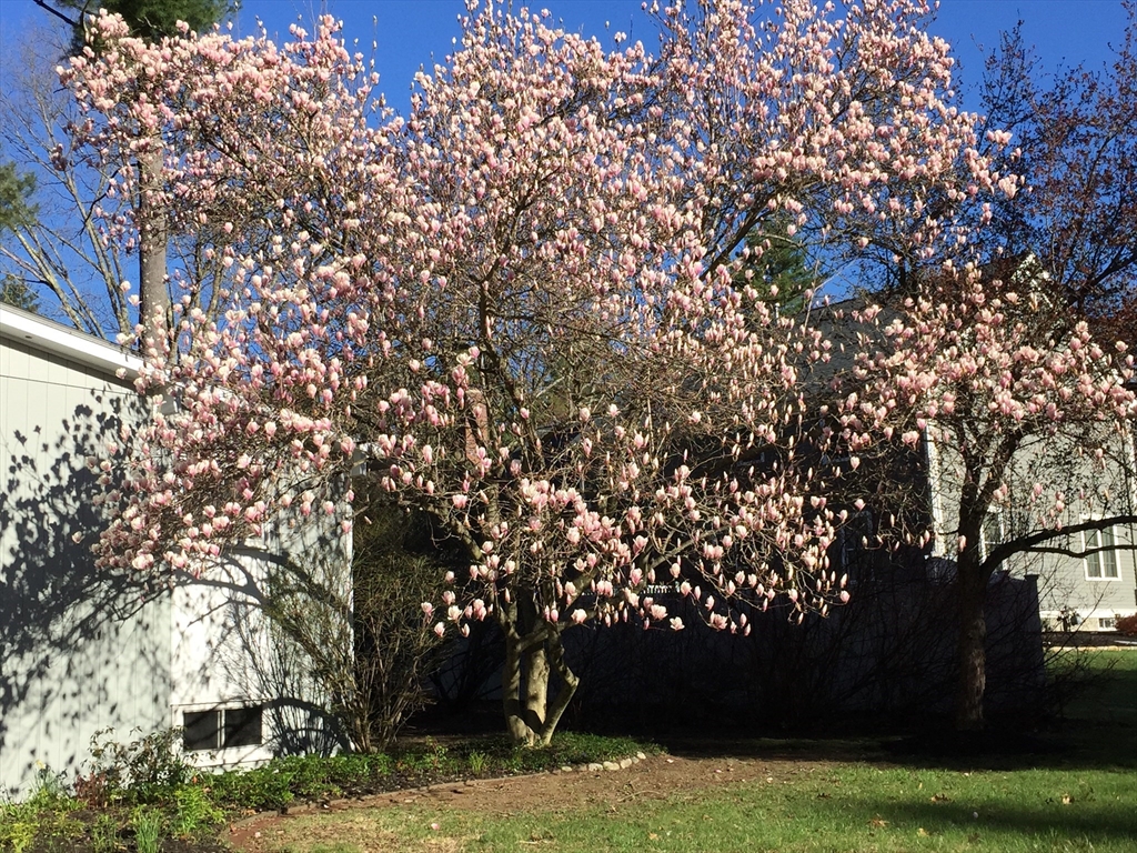 69 Robbins Road Sudbury, MA 01776 - Photo 35 of 35 a view of tree with a yard