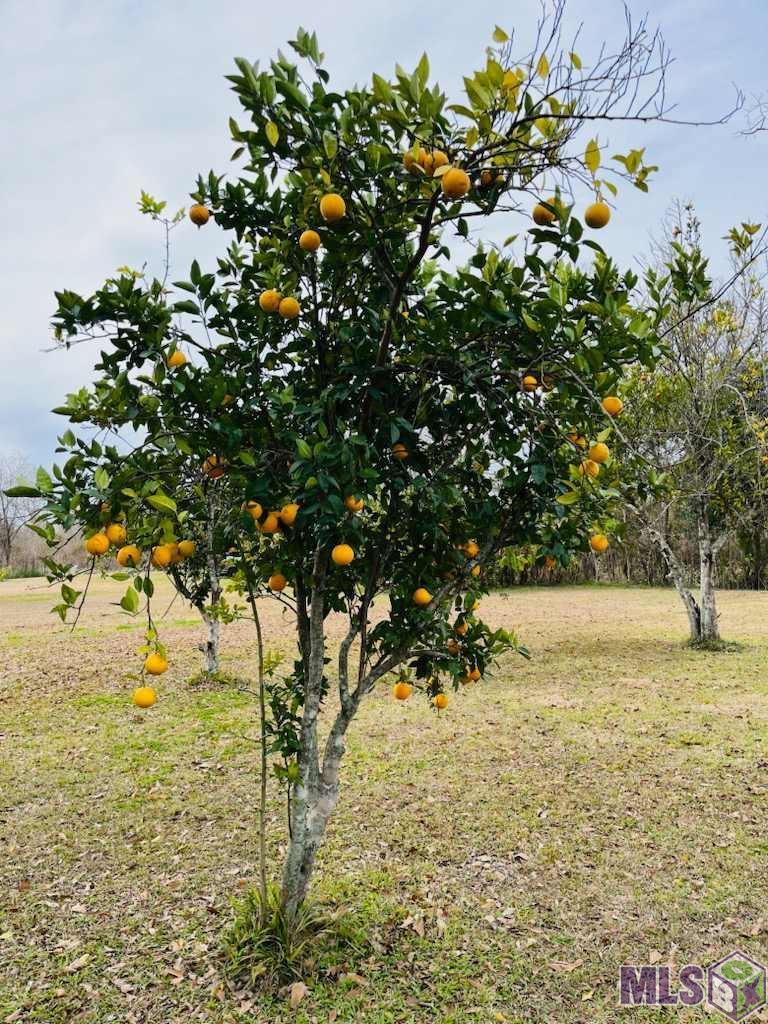 404 Aragon Road Montegut, LA 70377 - Photo 18 of 21 Gallery Image 18