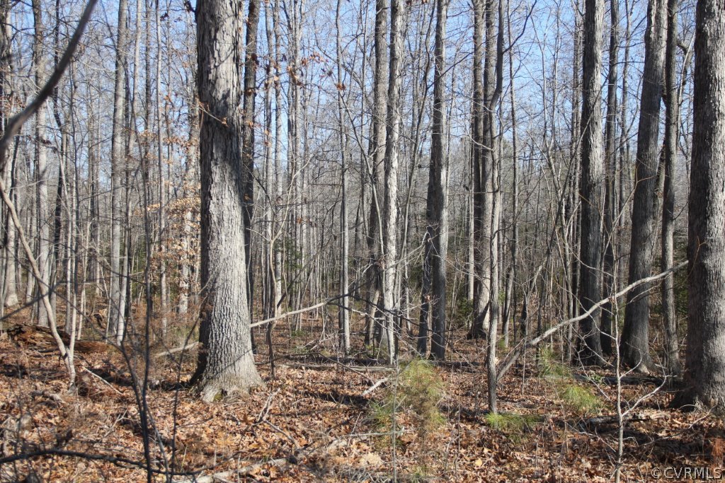 15720 River Road Chesterfield, VA 23838 - Photo 3 of 3 a view of a backyard
