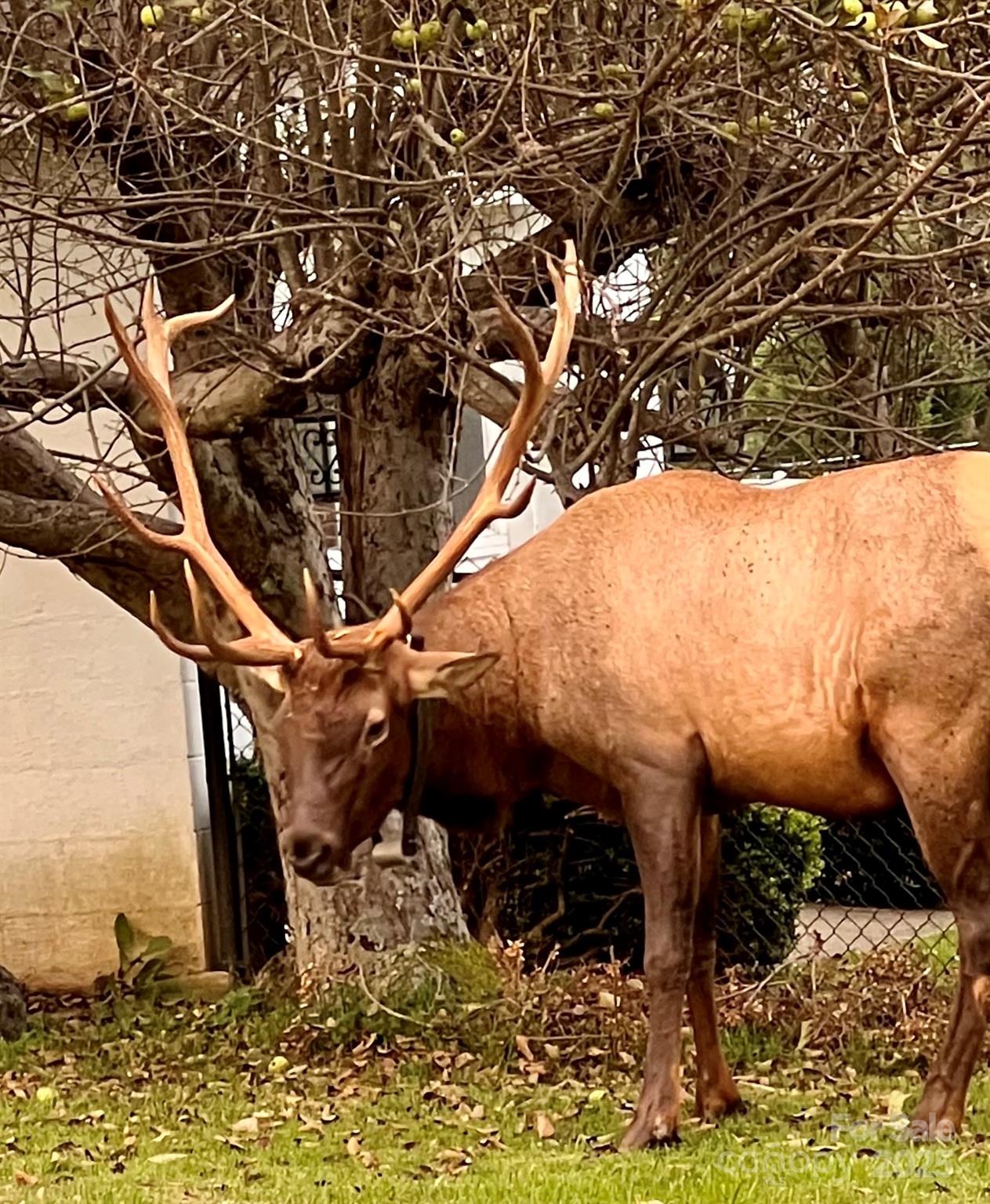 737 Setzercove Road Maggie Valley, NC 28751 - Photo 40 of 47