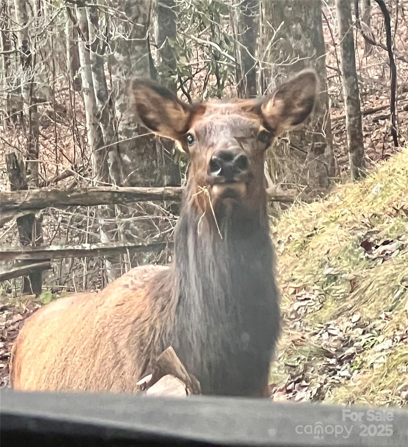 737 Setzercove Road Maggie Valley, NC 28751 - Photo 47 of 47