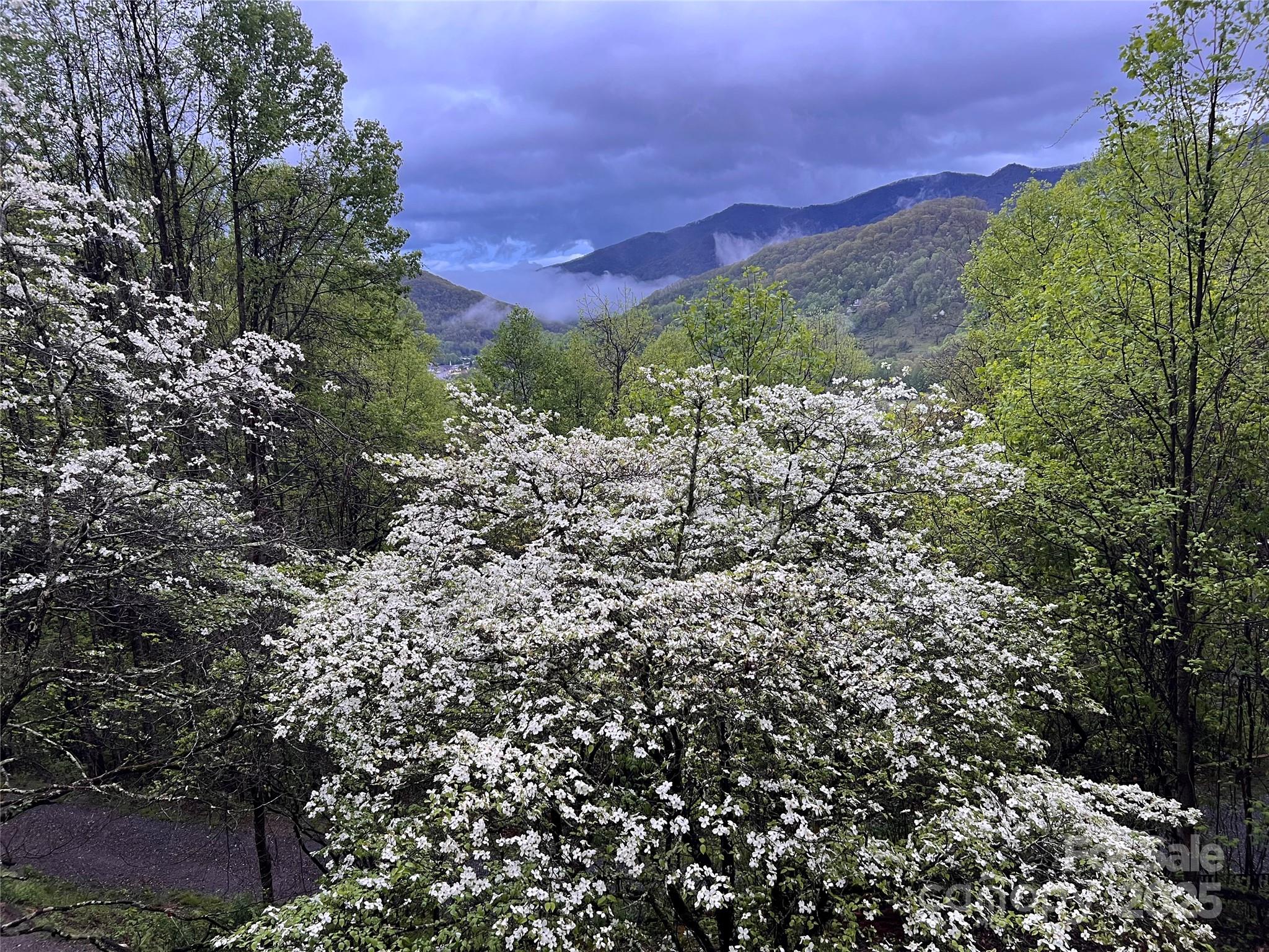 737 Setzercove Road Maggie Valley, NC 28751 - Photo 6 of 47