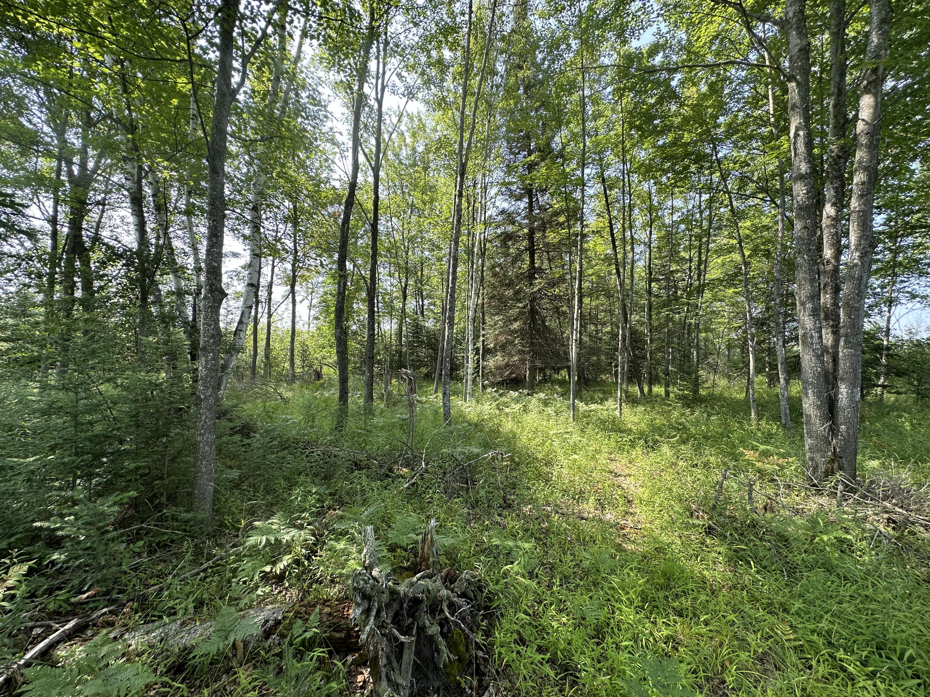 0 West Bawkey Road Farwell, MI 48622 - Photo 17 of 28 IMG_7549