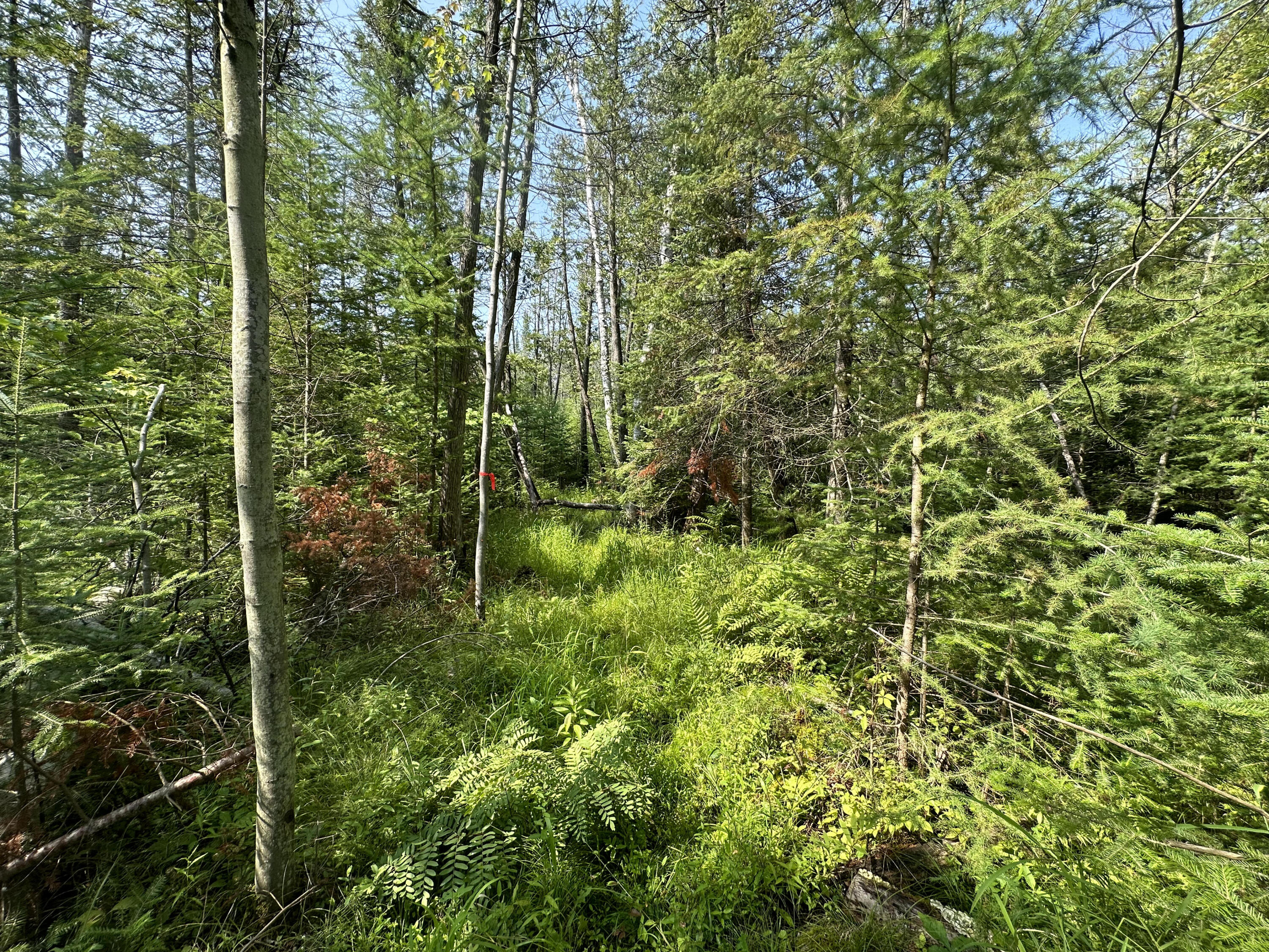 0 West Bawkey Road Farwell, MI 48622 - Photo 8 of 28 IMG_7528