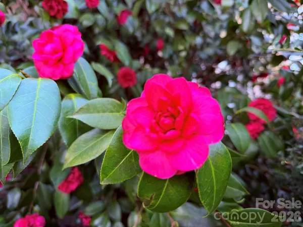 a view of a flower