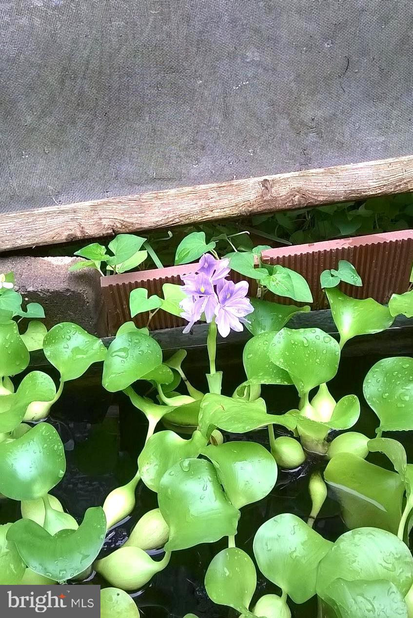 8318 Brookvale Court Springfield, VA 22153 - Photo 20 of 21 a view of a bunch of flowers in front of a building