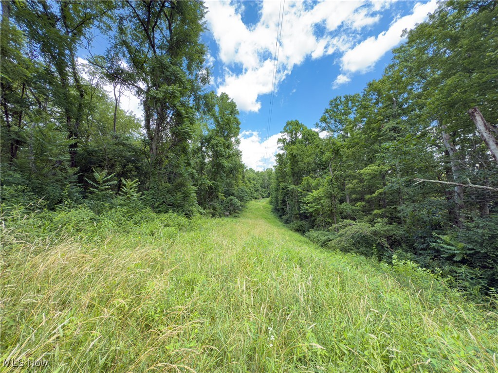 36475 Kinney Ridge Road Woodsfield, OH 43793 - Photo 43 of 50 View of woods