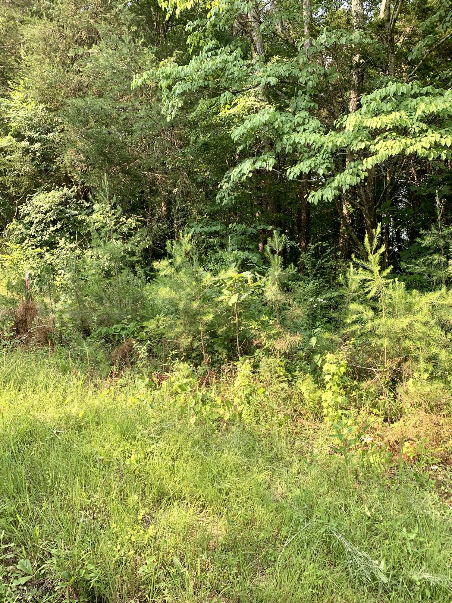 Lot 16 Jack Smith Road Dunlap, TN 37327 - Photo 5 of 5 jsr1