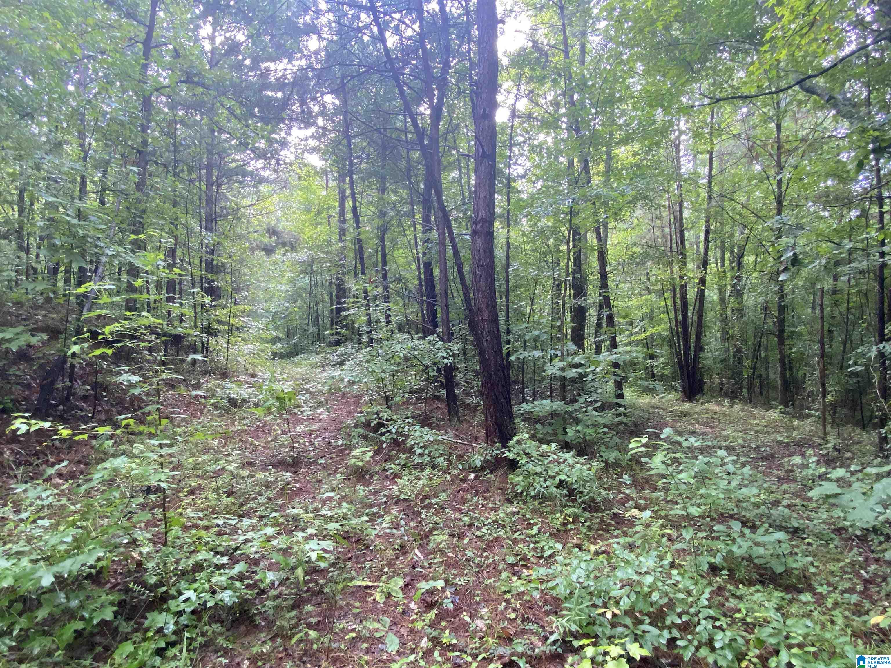 Bull Hollow Road, Unit 60 Odenville, AL 35120 - Photo 7 of 25