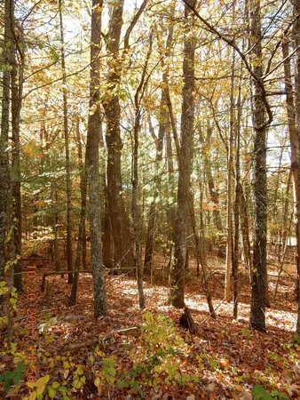 a view of covered with green space