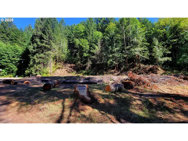 a black and white photo of a park