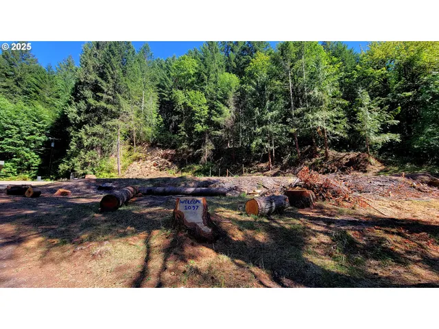 a black and white photo of a park