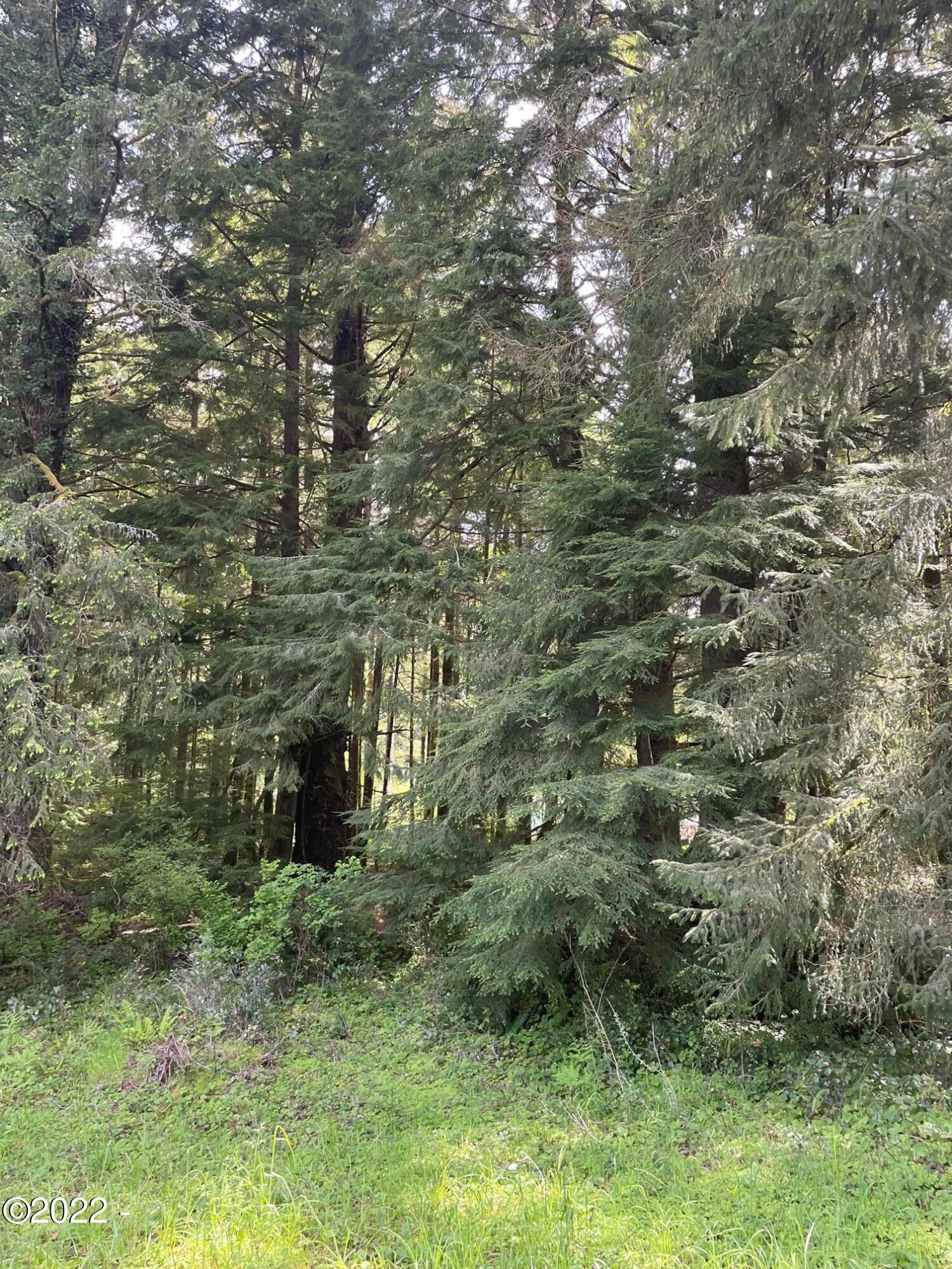 121 East Castle Road Waldport, OR 97394 - Photo 11 of 25 Meadows