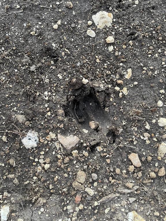 30 Indian Springs Hamilton, TX 76531 - Photo 4 of 4 a picture of tree