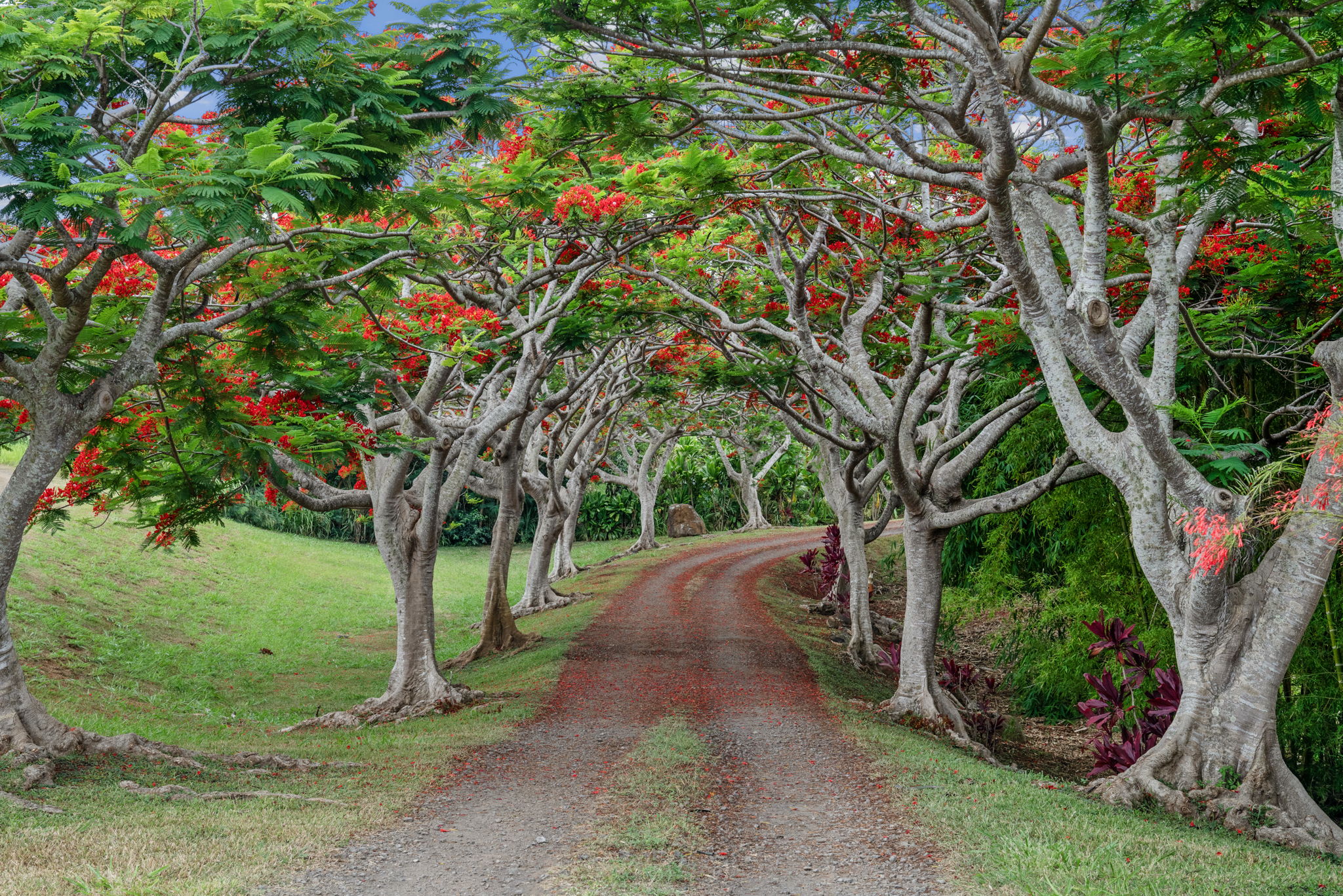 7473 E Koolau Road Kilauea, HI 96754 - Photo 2 of 30