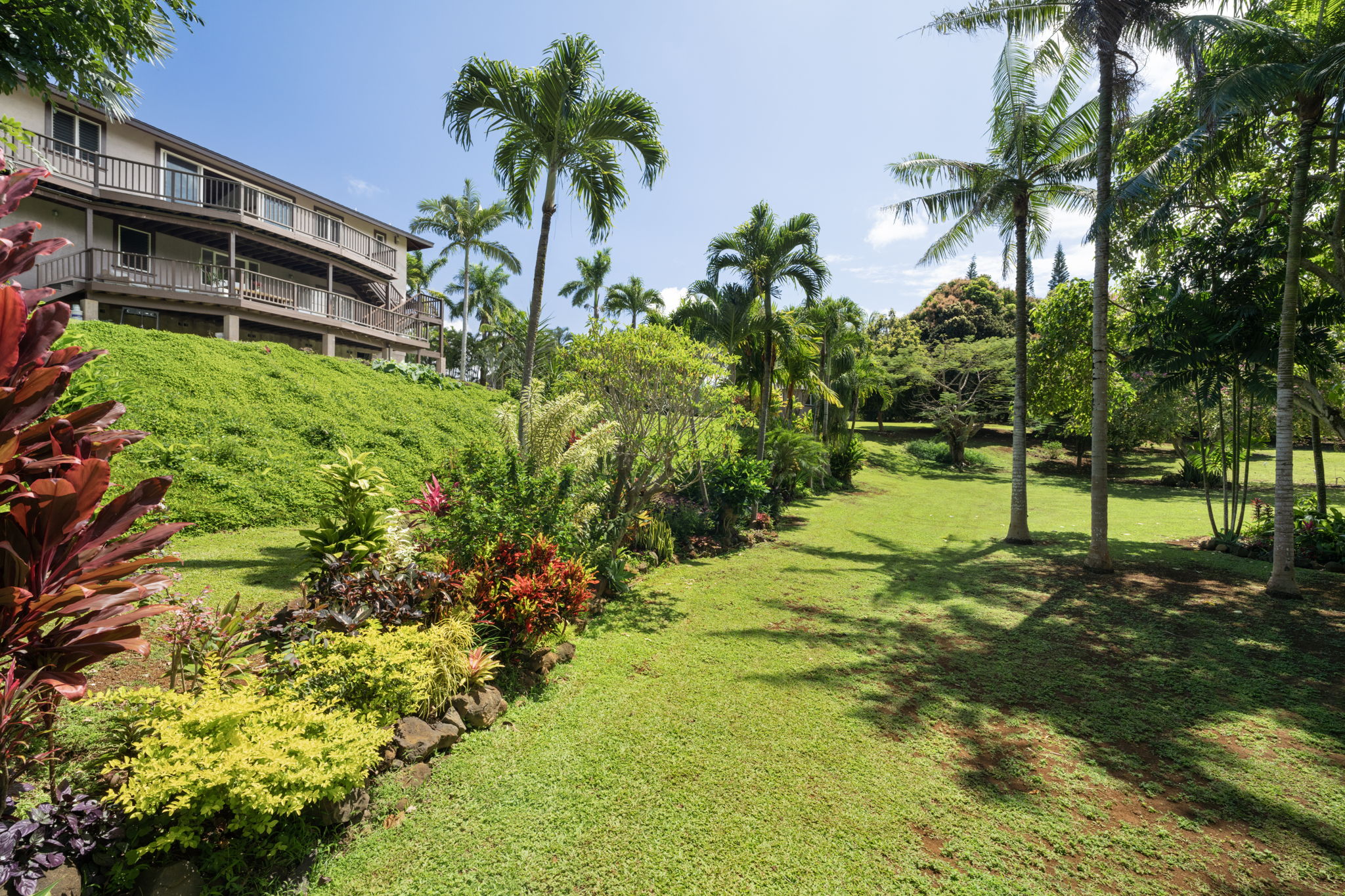 7473 E Koolau Road Kilauea, HI 96754 - Photo 22 of 30 a view of a garden with plants