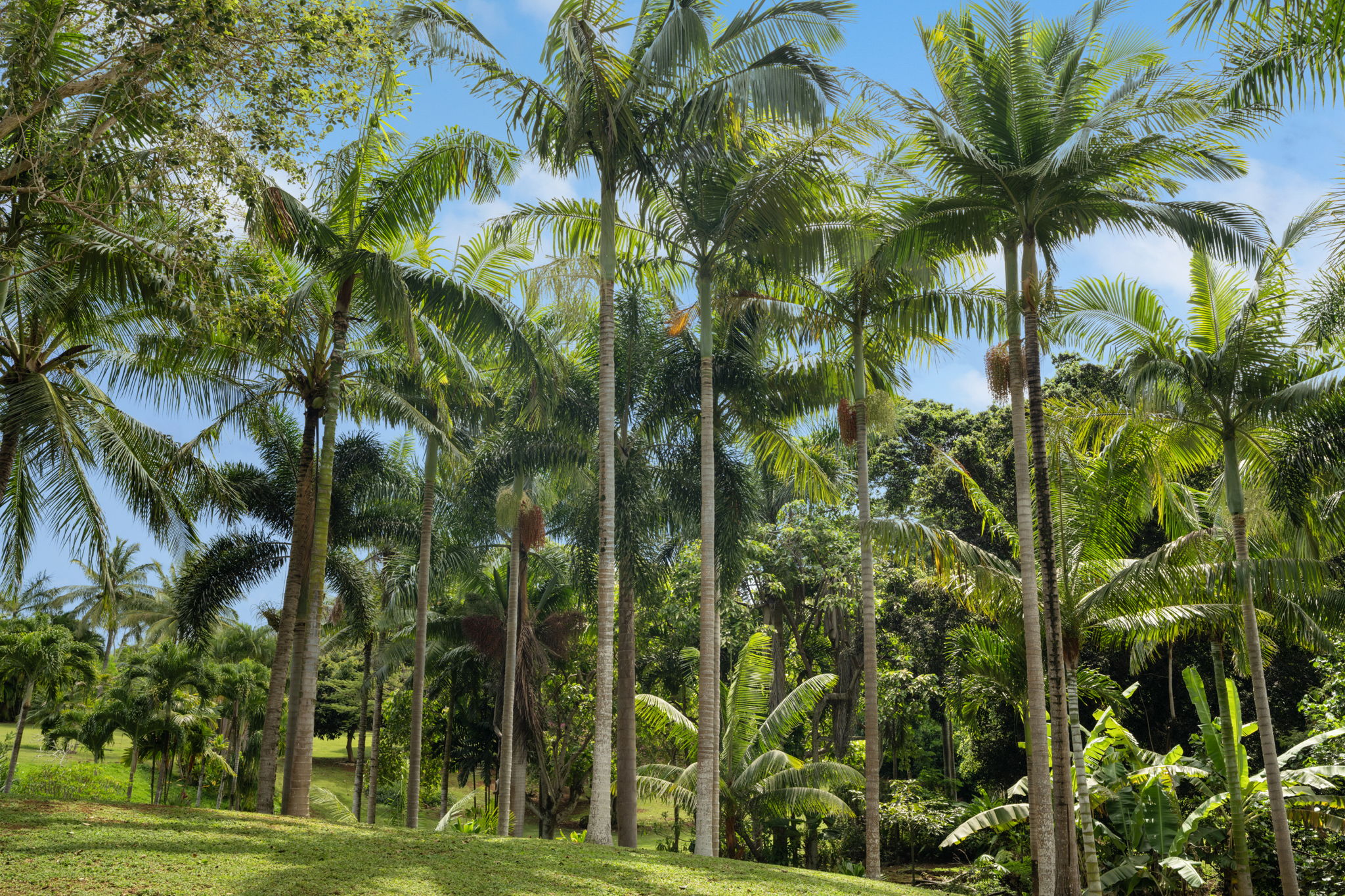 7473 E Koolau Road Kilauea, HI 96754 - Photo 24 of 30 a view of a yard with a plant