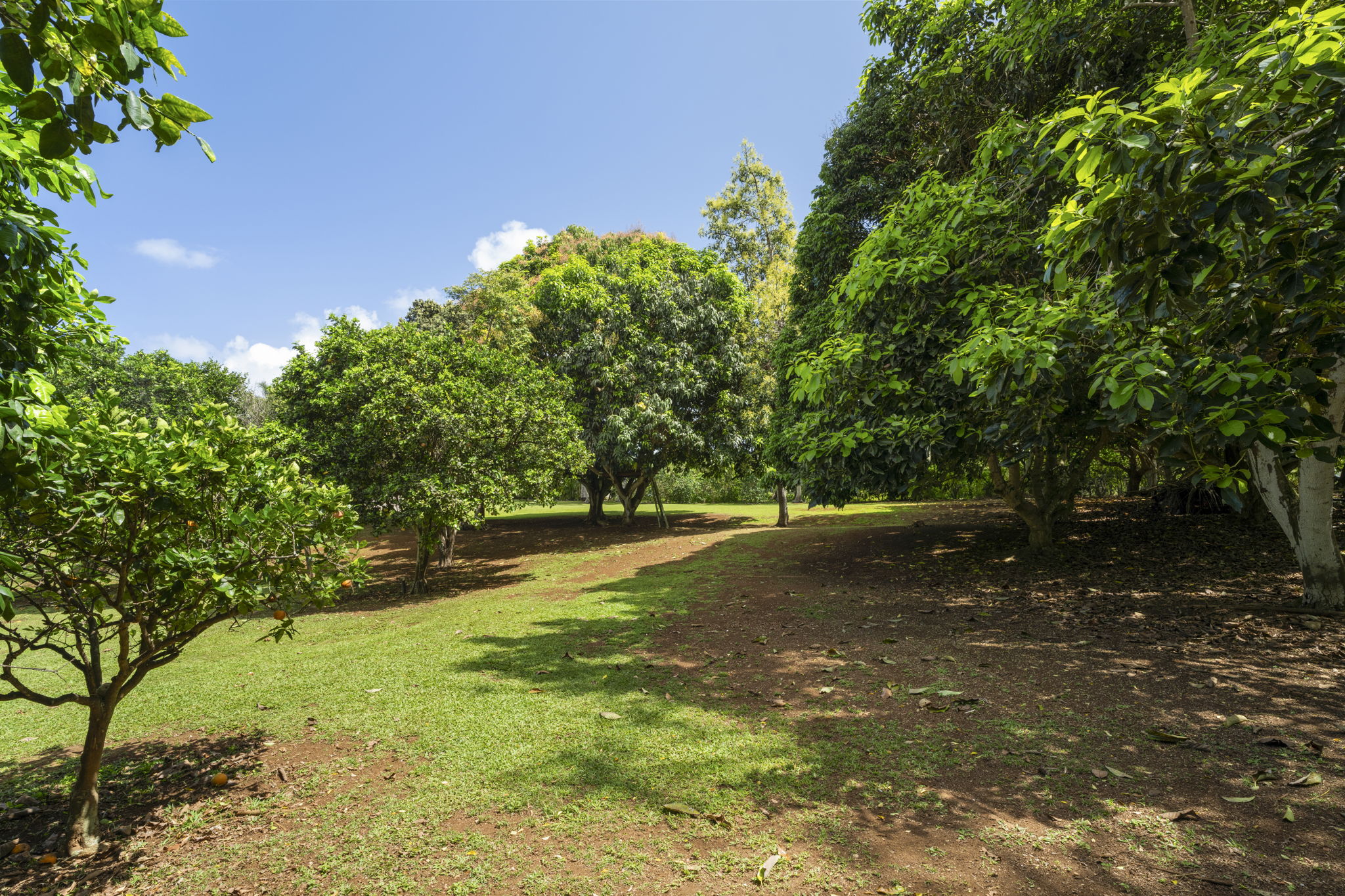 7473 E Koolau Road Kilauea, HI 96754 - Photo 25 of 30 a view of a yard