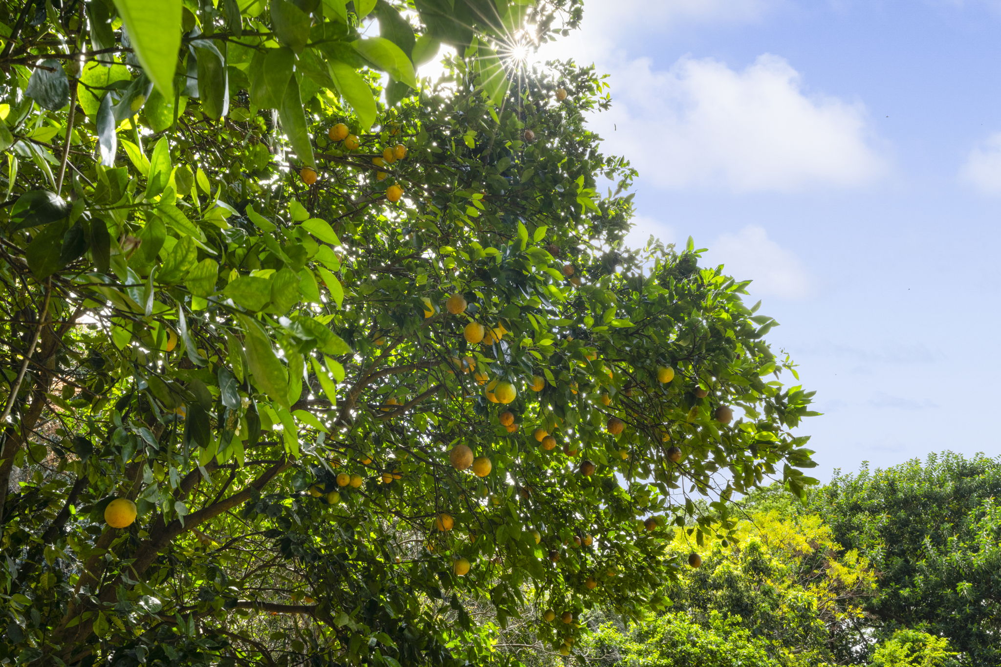 7473 E Koolau Road Kilauea, HI 96754 - Photo 26 of 30 a view of a tree