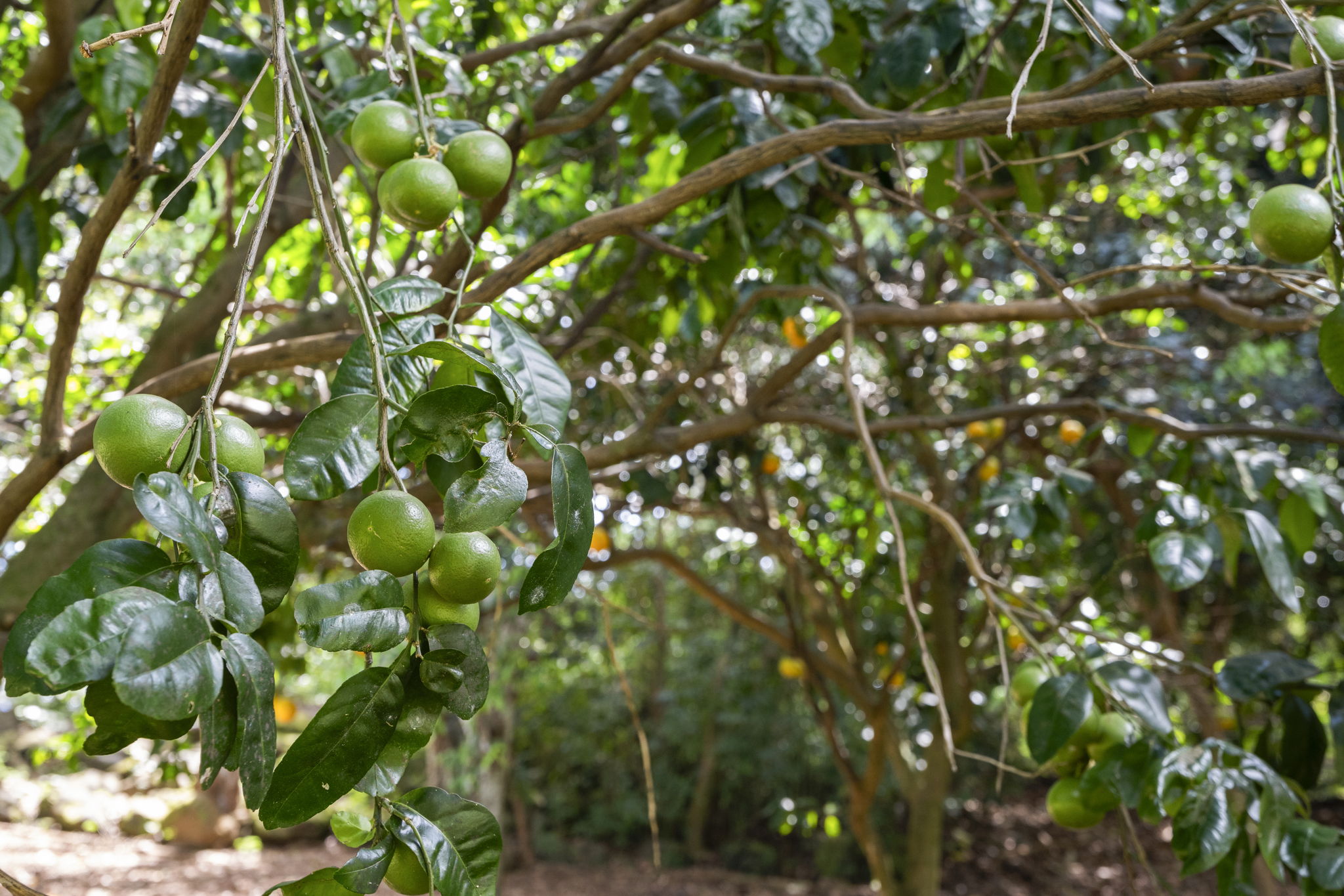 7473 E Koolau Road Kilauea, HI 96754 - Photo 28 of 30 a backyard of a house