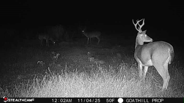 87 Samson Al Samson, AL 36477 - Photo 21 of 22 Nice buck!