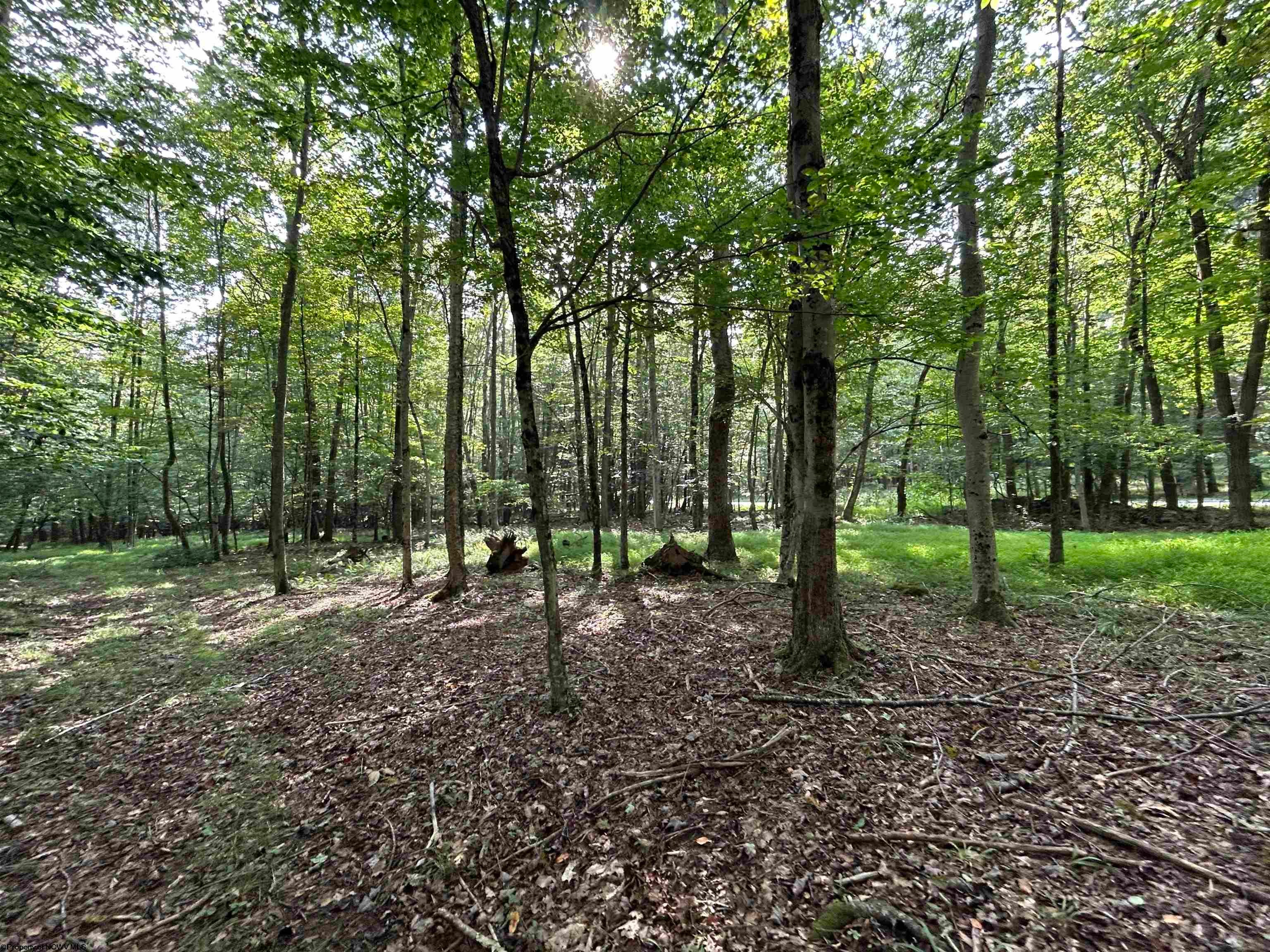 0 Bonner Mountain Road Dryfork, WV 26263 - Photo 17 of 23 Gallery Image 17