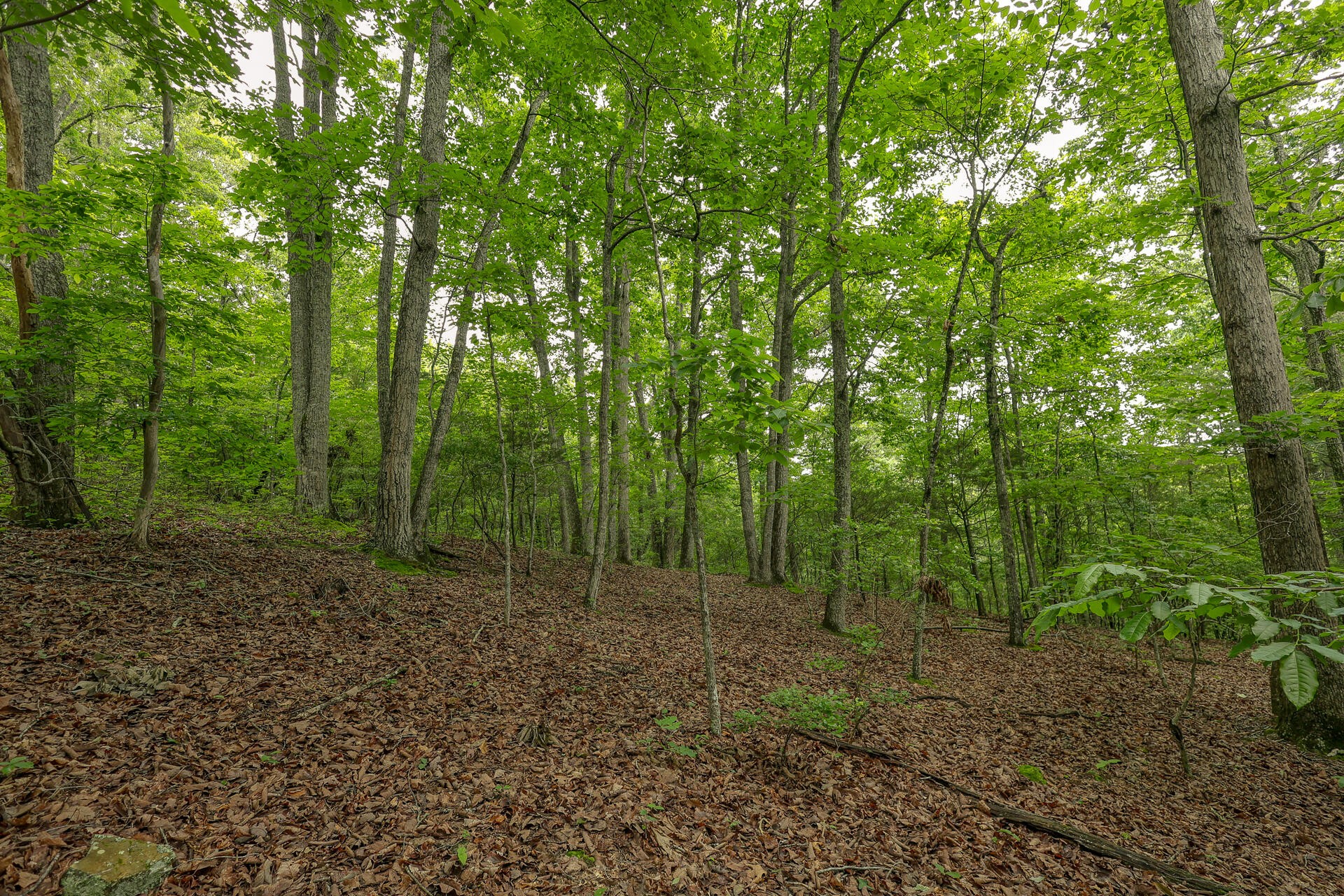 0 Proffitt Hill Lane Decatur, TN 37322 - Photo 7 of 45 Gallery Image 7
