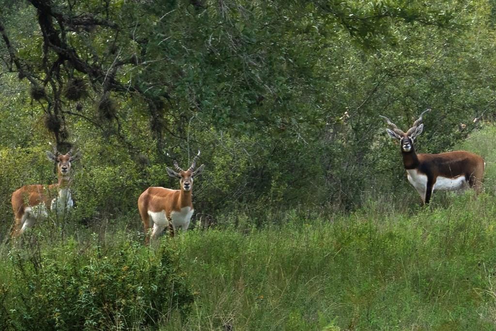 428 Summit Spring Lane Johnson City, TX 78636 - Photo 3 of 19 a backyard of a house with table and chairs