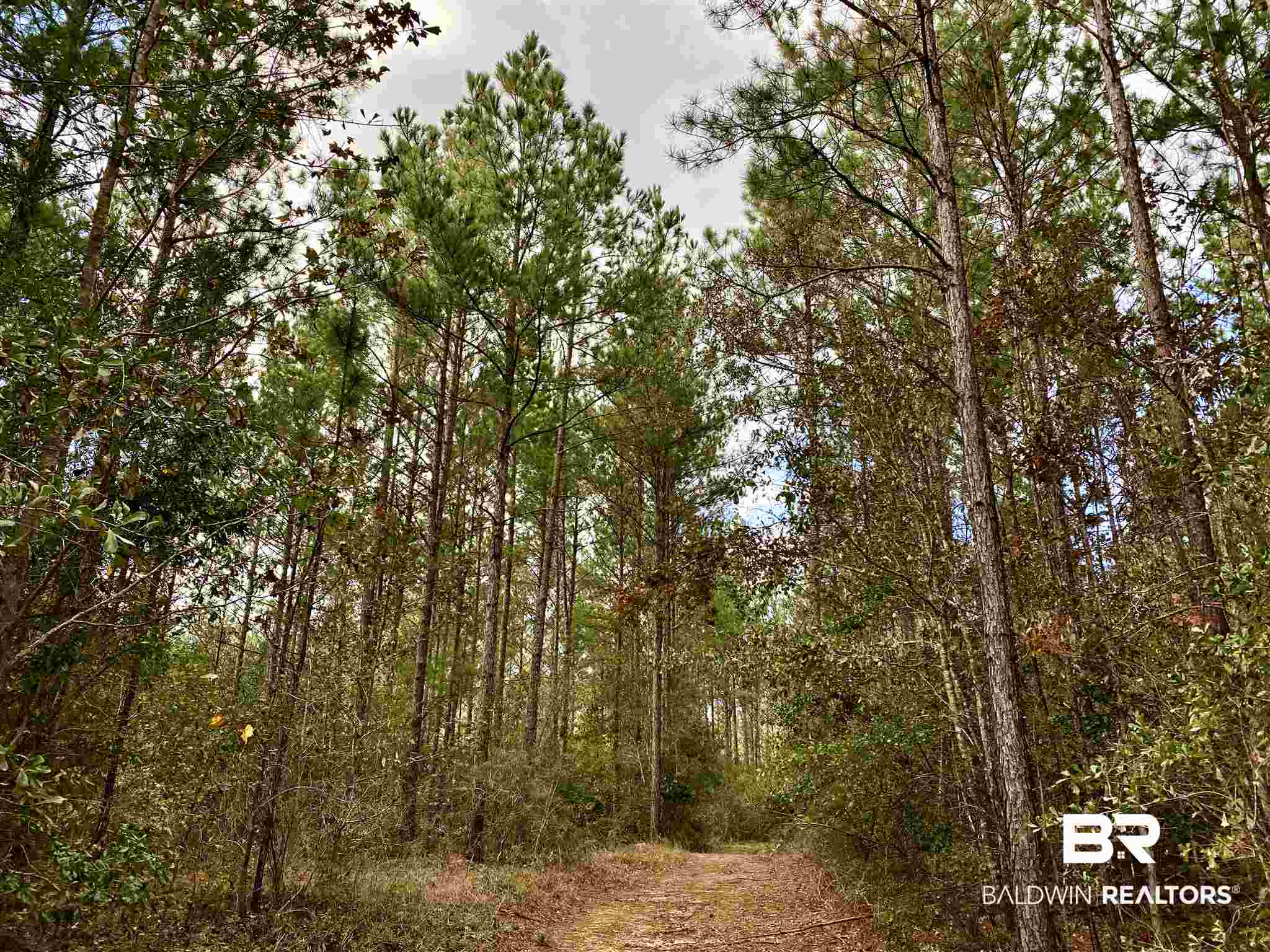 0 Whitetail Run Chatom, AL 36518 - Photo 14 of 29