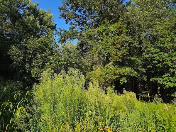 a view of a garden