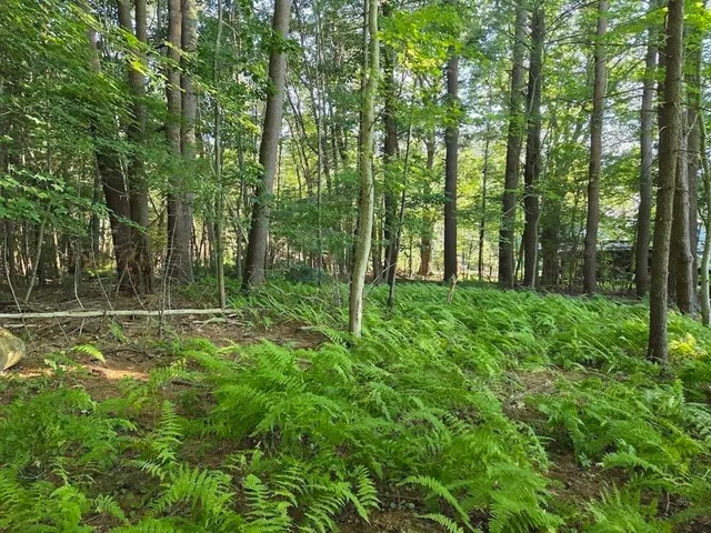 a view of a field with a tree
