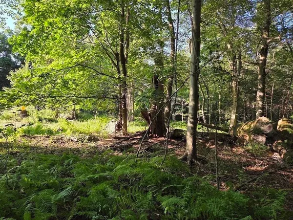 a view of a tree in a yard