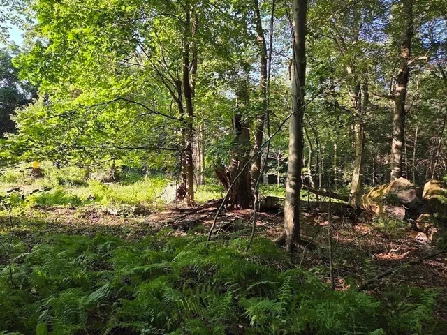 a view of a tree in a yard