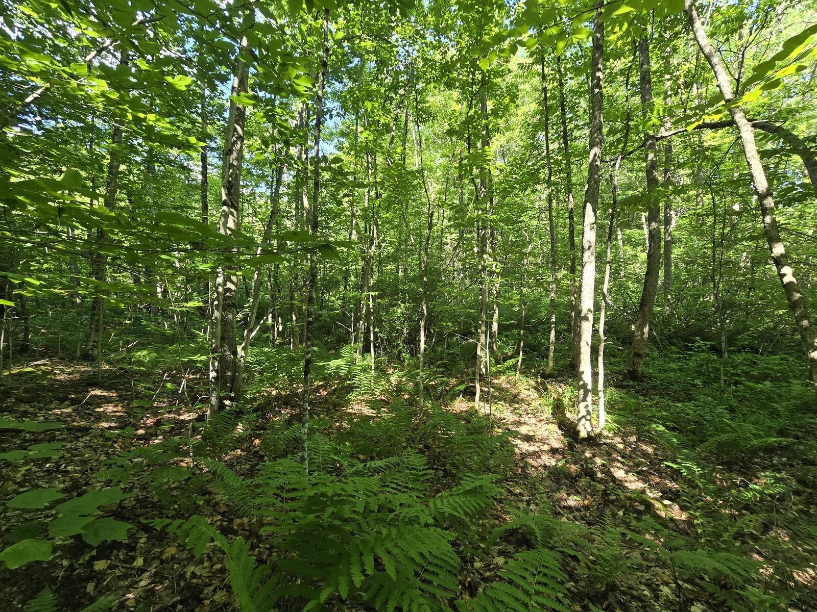 Lot 67 Temple Road Temple, ME 04984 - Photo 12 of 23 20260624_093807
