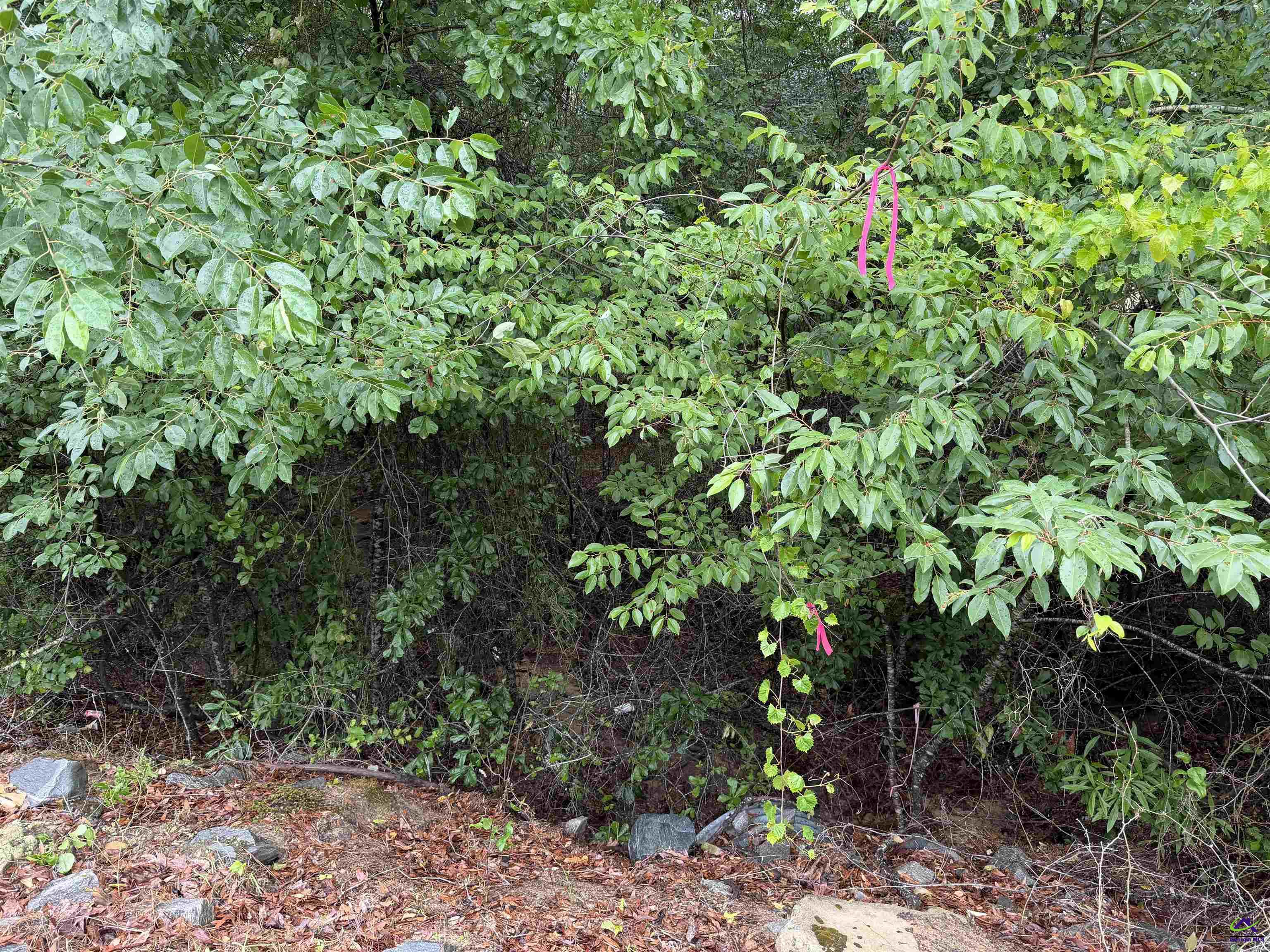 Jim Miller Road Reynolds, GA 31076 - Photo 5 of 5 Gallery Image 5