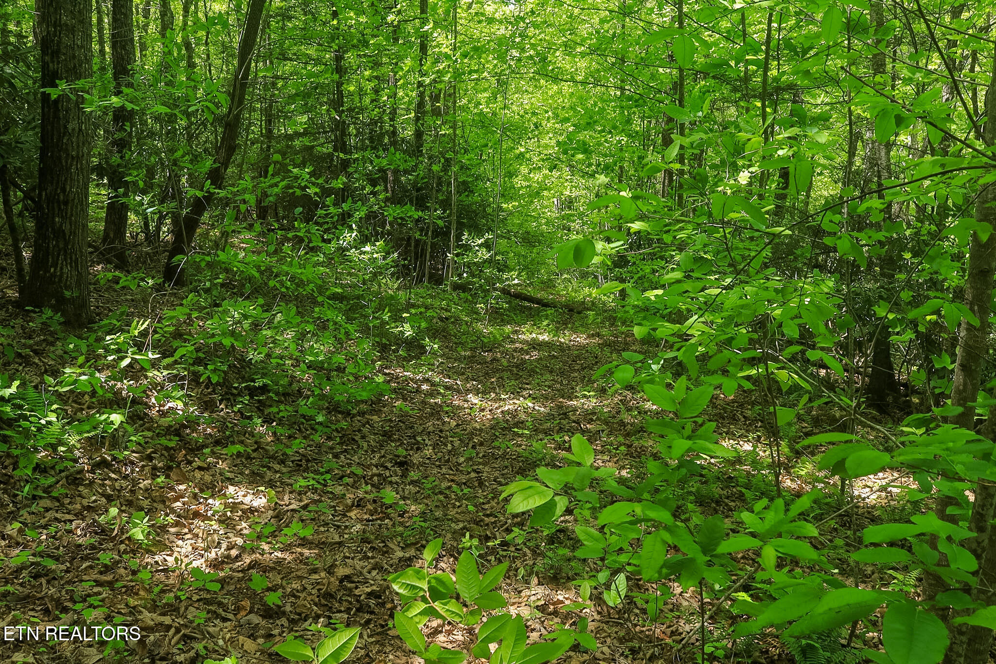 Short Moutain Road Sneedville, TN 37869 - Photo 14 of 18 IMG_8324