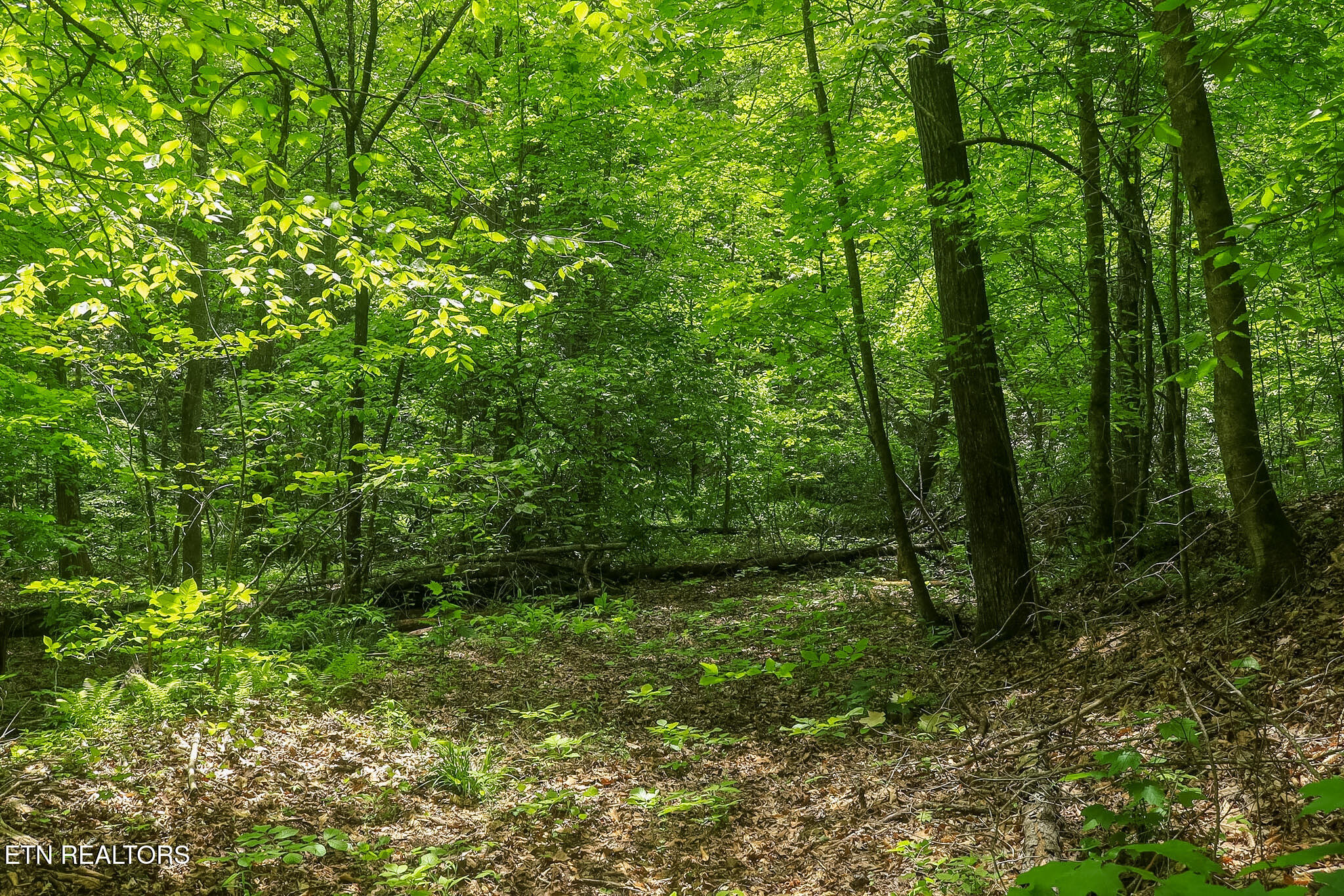 Short Moutain Road Sneedville, TN 37869 - Photo 6 of 18 IMG_8304 - Copy
