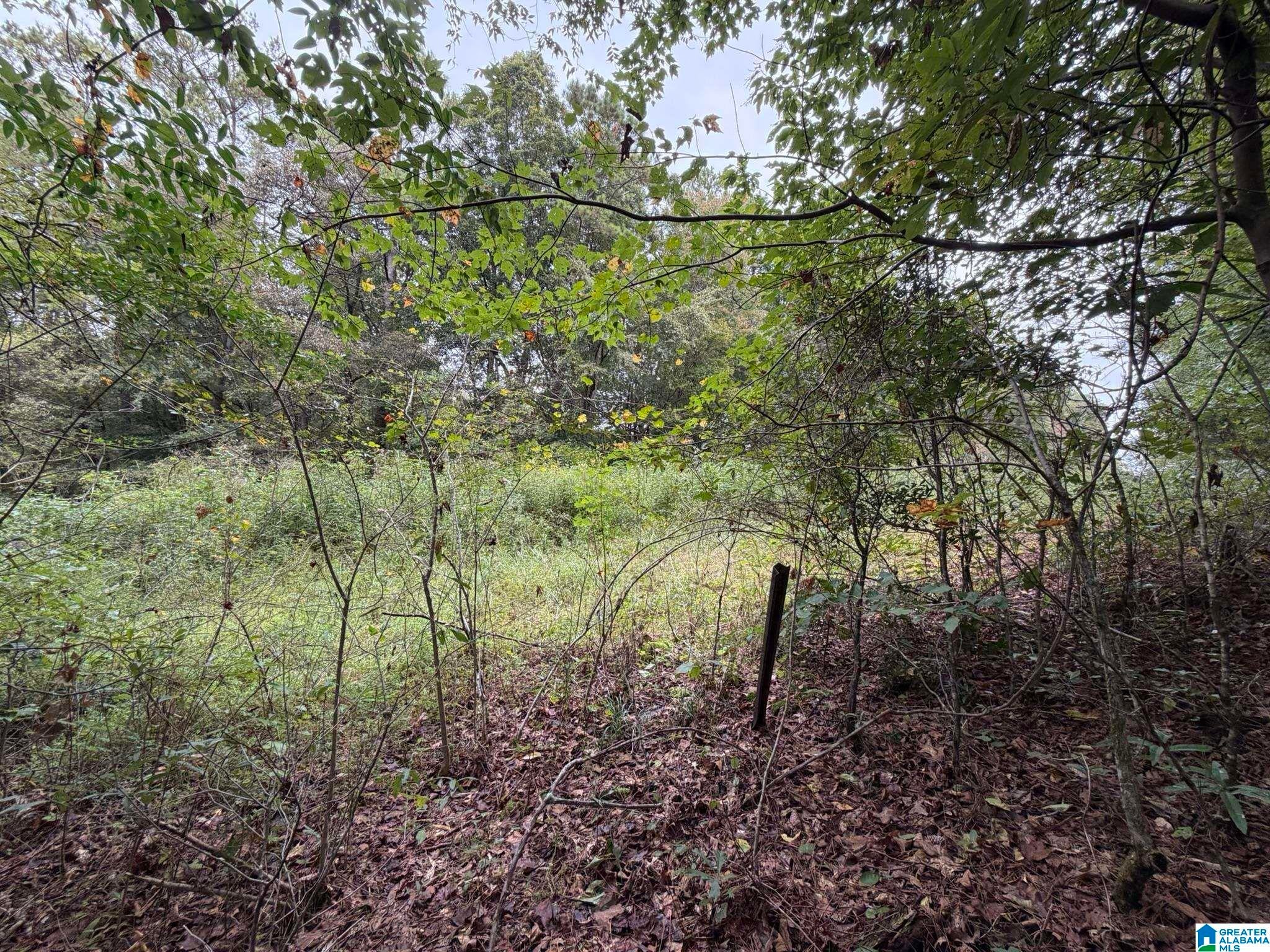 0 Dearmanville Road Anniston, AL 36207 - Photo 15 of 28 Gallery Image 15